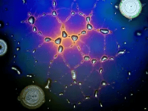 A micrograph of an e-beam evaporator deposited copper sample after exposure to nitric acid. (Image courtesy of Louis Crisci)