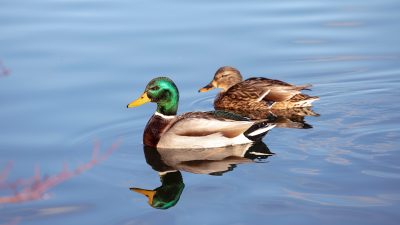 Pair of mallard ducks swimming in water