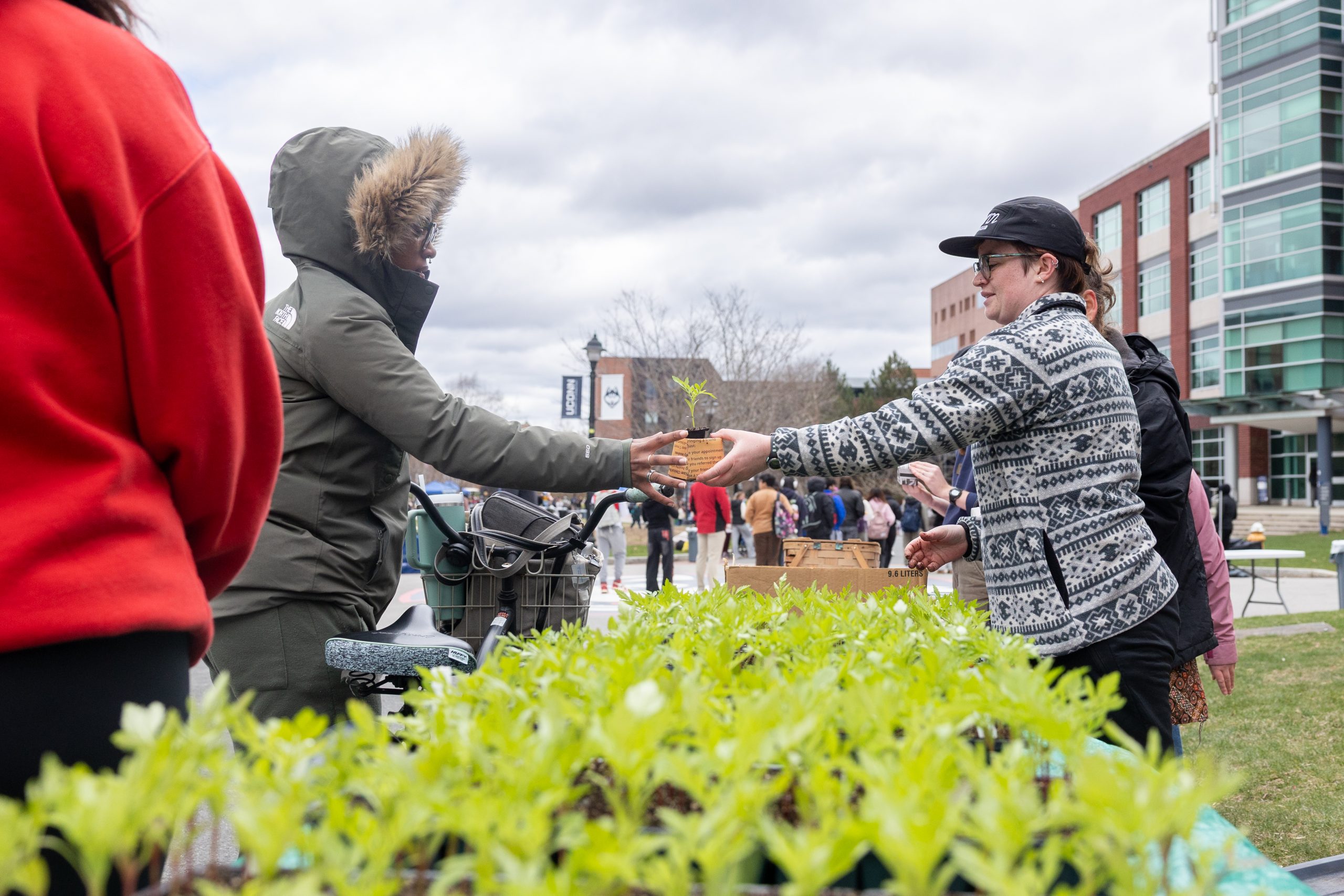 A Spring Valley Student Farm staff member hands out marigold starters at the farm's table on Fairfield Way during Earth Day Spring Fling on Wednesday, April 16, 2025. (Sydney Herdle/UConn Photo)